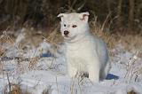SIBERIAN HUSKY 758